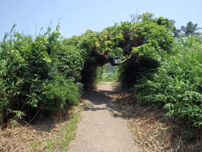 [2014年07月] 片山津温泉と東尋坊、その合間に海三昧。