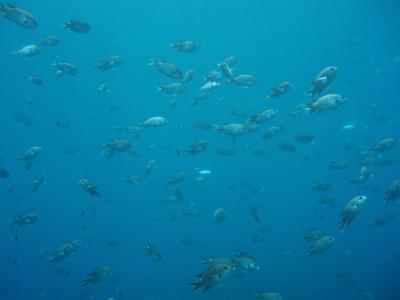今更ながら冠島