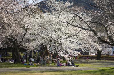 2014年お花見in嵐山