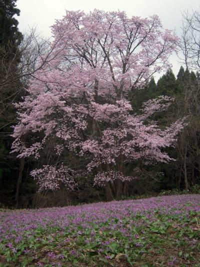 再び秋田へ（１）～遅れて楽しむ花満開！角館の桜・八津のかたくりと日景温泉～