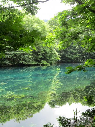 秘密の沼で神秘的な光景に巡りあった小さな旅