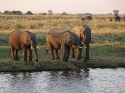 南アフリカ３か国周遊の旅ーボッワナ（チョベ国立公園）