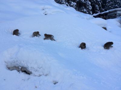 ２０１４春（地獄谷野猿公苑に行ってきました）