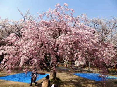 日本の旅　関西を歩く　大阪府枚方市の牧野公園、片埜神社（かたのじんじゃ）周辺の満開の桜