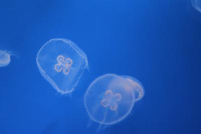 すみだ水族館とスカイツリーと足立の花火