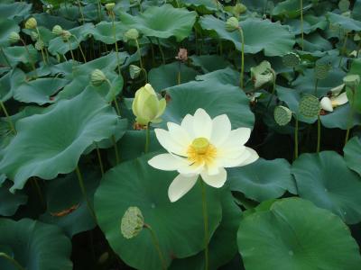 2014年7月さくっとソウル&ヤンス①