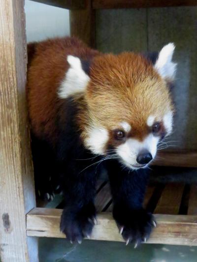 夏のレッサーパンダ紀行【４】 宮崎市フェニックス自然動物園　灼熱の宮崎！！フランツさん１匹展示頑張るっ！！