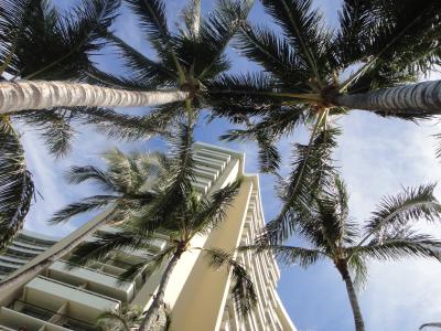 初めてのハワイ⑤~サンデーブランチ、ワイケレアウトレット~