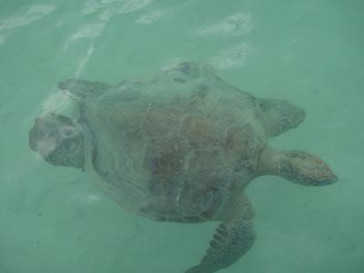 初めてのハワイ⑧~天国の海でシュノーケリング、ルースズステーキハウスでディナー~