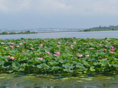 滋賀草津　初めて見る烏丸半島　蓮の花