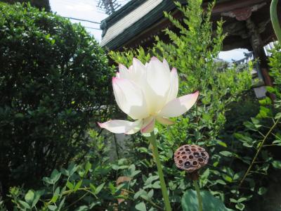 １人で歩く夏の奈良☆五劫院・北山十八間戸・率川神社・伝香寺☆アフロヘアの可愛らしい阿弥陀さまにお会いしてきましたヽ(^o^)丿