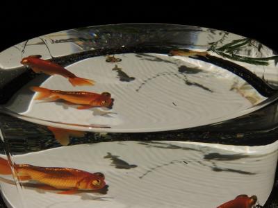「～江戸・金魚の涼～アートアクアリウム 2014」♪　暑さの中、暫しの涼を求めて、日本橋・コレド室町へ♪