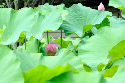 古の奈良の都におわします　みほとけのおんかんばせ。それは究極のい・や・し！蓮の花咲くお寺をお坊様と巡るツアーに参加しました。