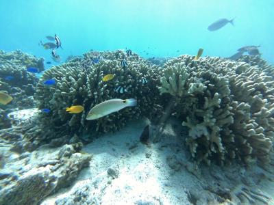 魅惑の島旅　真っ白なビーチと青のグラデーションの海が広がる水納島でシュノーケルを楽しむ