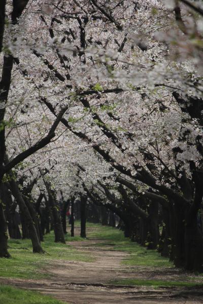 浜寺公園の桜を求めて