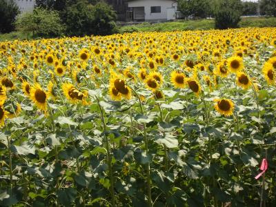 夏と言えば、ひまわりでしょ！