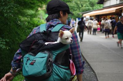 高尾山あじさいハイク