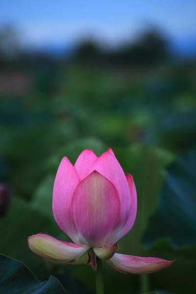 滋賀　烏丸半島の蓮と比叡山延暦寺