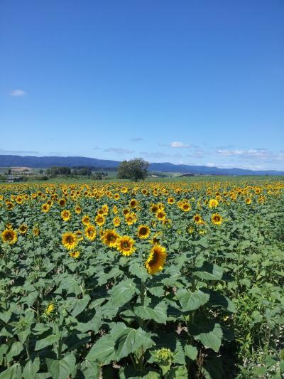 夏の北海道は最高