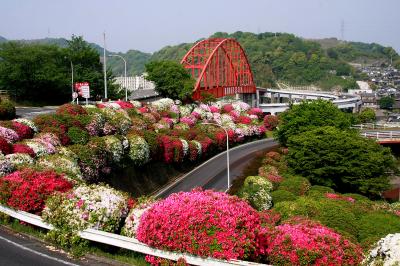 音戸の瀬戸公園のつつじと因島の除虫菊、季節の花を撮りに広島県へ