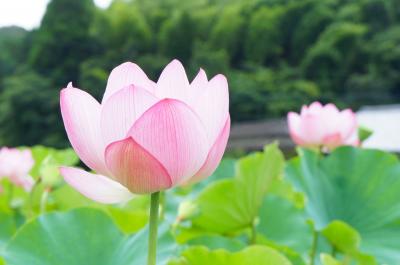 赤ちゃんといっしょに蓮の花の旅