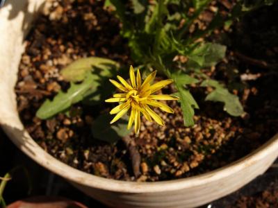 開花した9輪のキバナシロタンポポの花