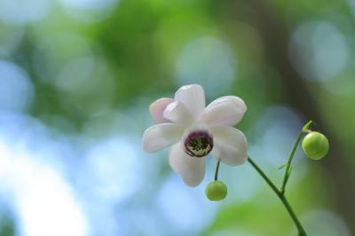 森の精のようなお花を探して…