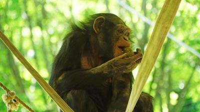 多摩動物公園（2014年5月）～ここで見られる動物たち