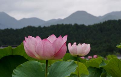 里山を彩る江古花園のハス園