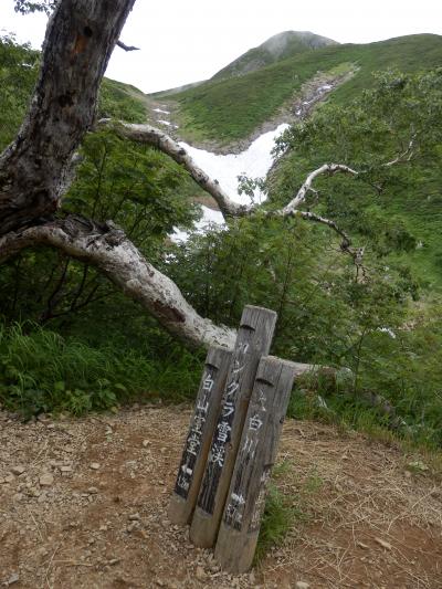 花の白山　（岐阜飛騨側　平瀬道　大白川から） （百名山５１座目）