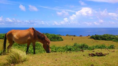 2014年7月 沖縄離島をはしごvol.1★午年ですもの与那国島へ～アイランドホテル与那国