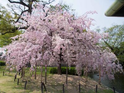 2014.04京都・奈良：遅咲きの桜を求めて～その1．西本願寺と東寺