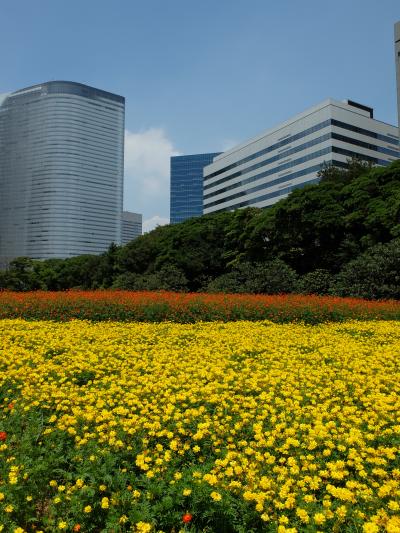 「　猛暑に負けずに　キバナコスモス咲く　　浜離宮恩賜庭園　」　2014