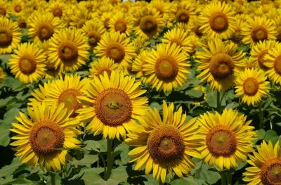 東京のひまわり畑