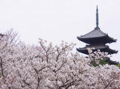 2014.04京都・奈良:遅咲きの桜を求めて~その2.仁和寺と妙心寺