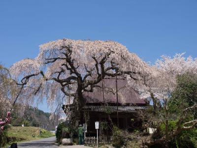 2014.04京都・奈良:遅咲きの桜を求めて~その3.奈良大和路桜巡り