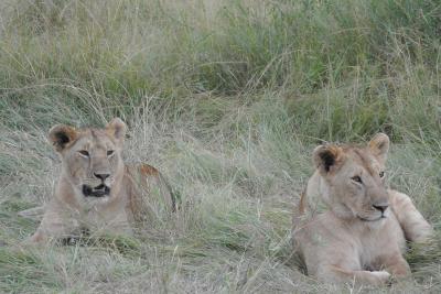 野生のライオンと出会うケニア旅行記