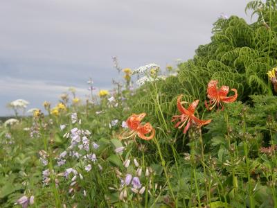 花の鳥海山に登る・・・特集・鳥海山登山で見たコース沿いに咲く高山植物達♪