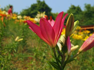 初夏の北海道　花の玉手箱　４日目　春香山ゆり園へ　上