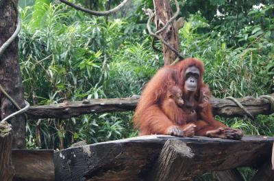 シンガポール6泊7日、3歳児と遊び倒した旅【2：動物園】