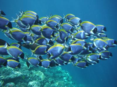 〈 初モルディブ 〉アンサナイフル 滞在編 イフル流贅沢!迫力のシュノーケル②