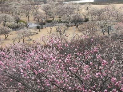 筑波・水戸偕楽園あったか房総花紀行と浅草、デズニーシーその１（旅行での国内地図で山梨・埼玉・千葉・神奈川が埋まらないので分割）