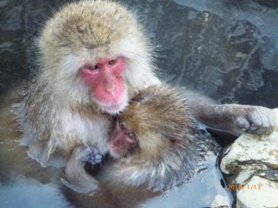 野猿も温泉