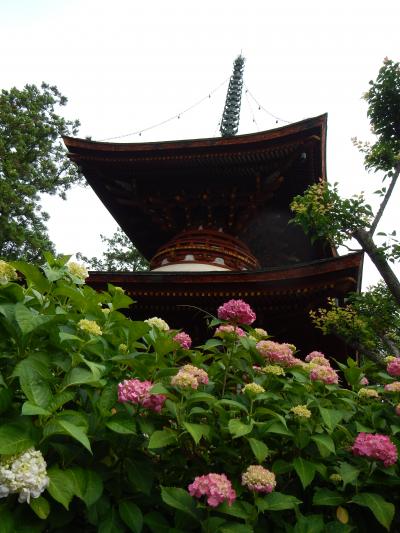 『久米寺』で紫陽花～『ボン・タルト』でカフェタイム（奈良県橿原市）