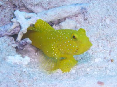 石垣島ダイブ140705