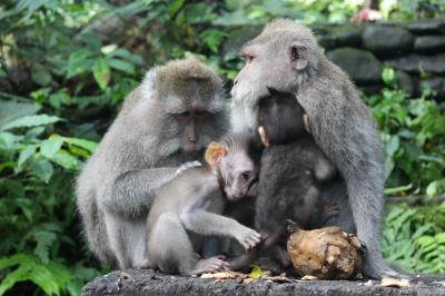 2014年 楽しかったバリ旅行 ☆ウブド編☆