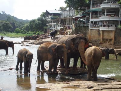 スリランカへ行こう⑥（ピンナワラ）象の孤児院