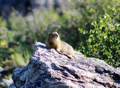 アラスカ 北の大地＆野生動物（7/全9）： デナリ国立公園 レンジャー引率ハイキング → アンカレッジ