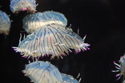 世界一のクラネタリウム「加茂水族館」と老兵の鉄道を訪ねて（山形）