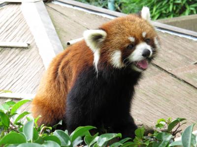 真夏のレッサーパンダ紀行【２】 西山動物園＆富山市ファミリーパーク　１歳児仔パンダ３匹の楽しいわちゃわちゃ展示！！＠西山　出産期待のハナちゃんが展示されていました＠ファミパ